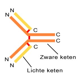 schematische tekening van zware keten eiwit en lichte keten eiwit