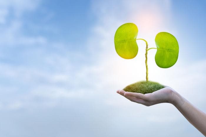 Hand met groene bladeren in de vorm van een nier