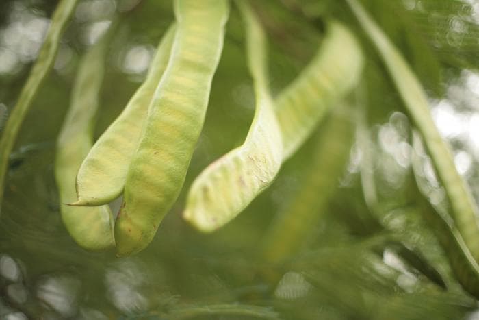 Zoutarme provençaalse snijbonen